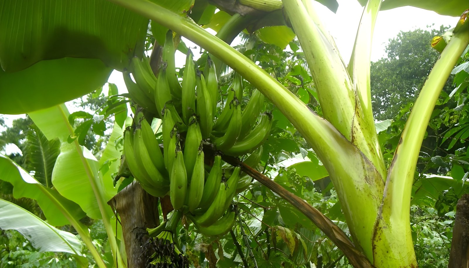 plantain