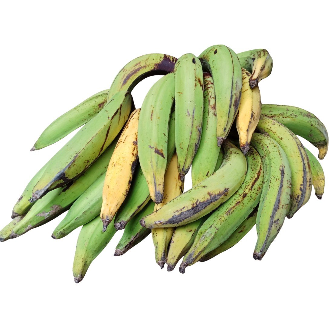 ugoh agro plantain