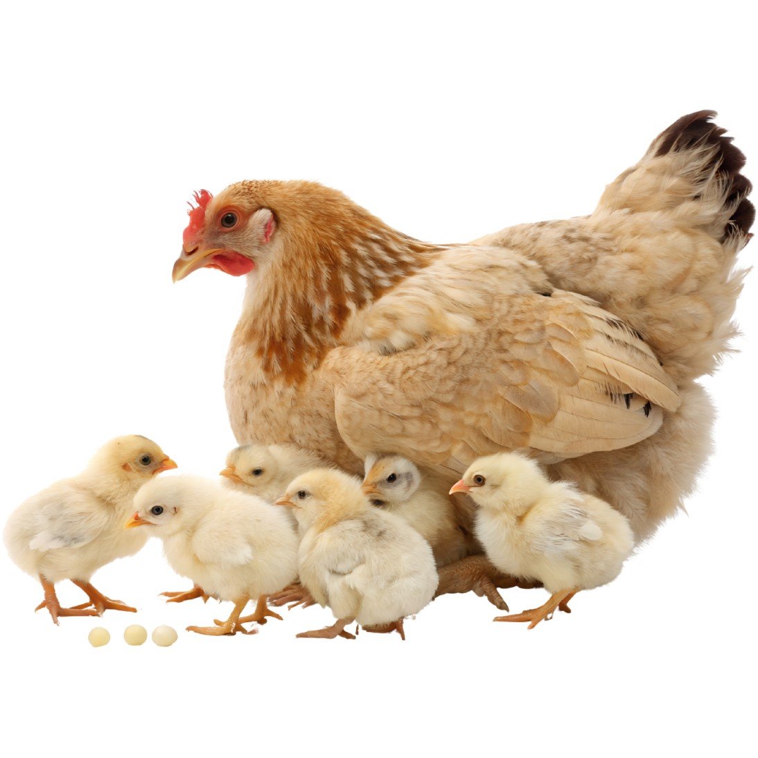 ugoh agro poultry