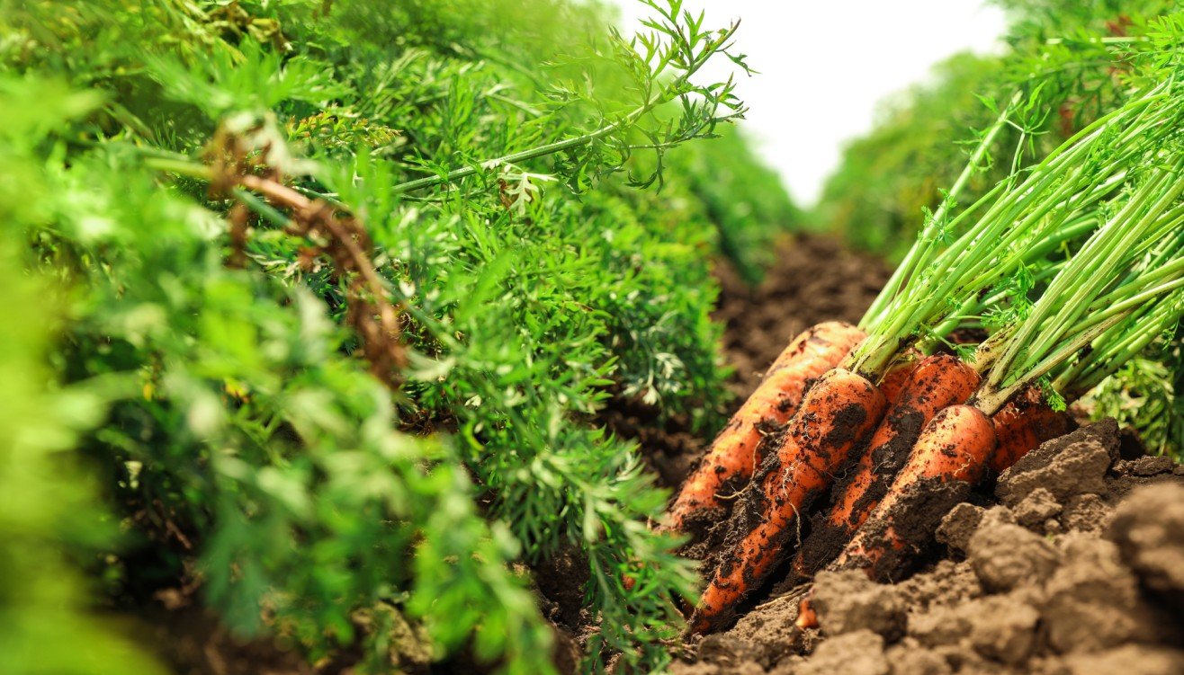 ugoh agro vegetables